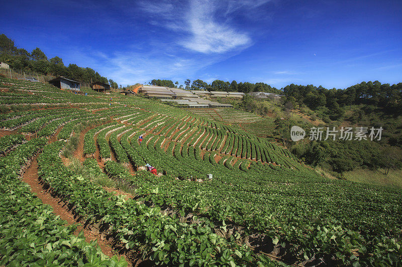 日出在草莓田梯田在doi angkang，清迈，泰国。